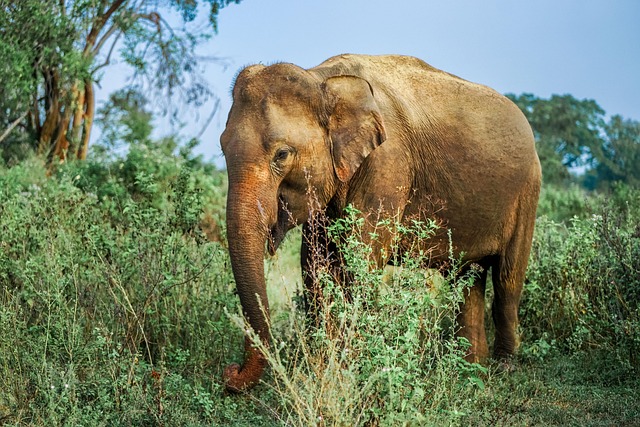 Wildlife Adventures
